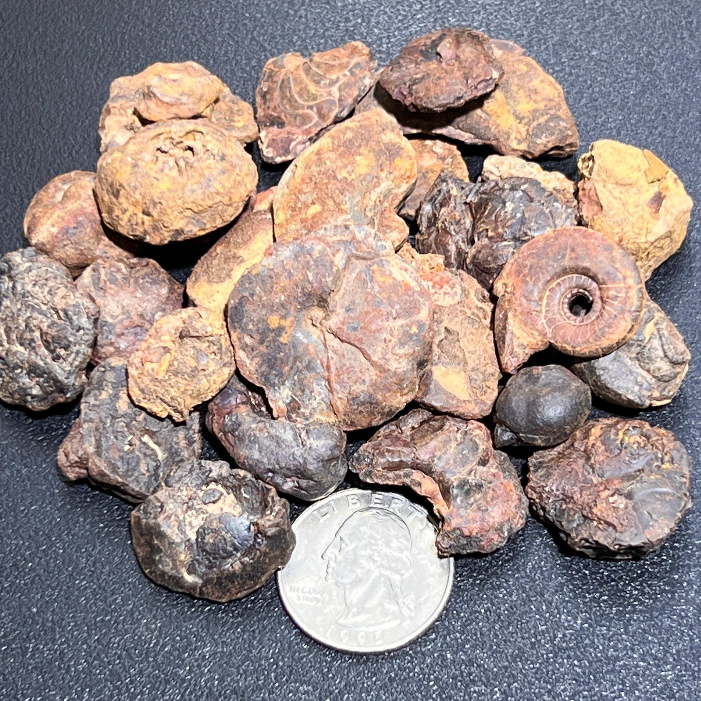 Ammonite Fossils Mixed Quality (By The Ounce Or Pound) Spiral Ammonoids