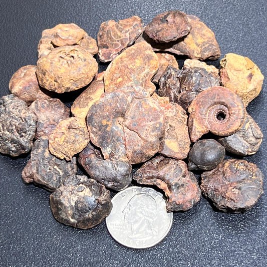 Ammonite Fossils Mixed Quality (By The Ounce Or Pound) Spiral Ammonoids